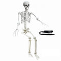 5.4Ft Poseable Life Size Human Skeleton with Rope W1429