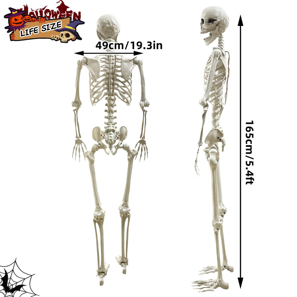 5.4Ft Poseable Life Size Human Skeleton with Rope W1429